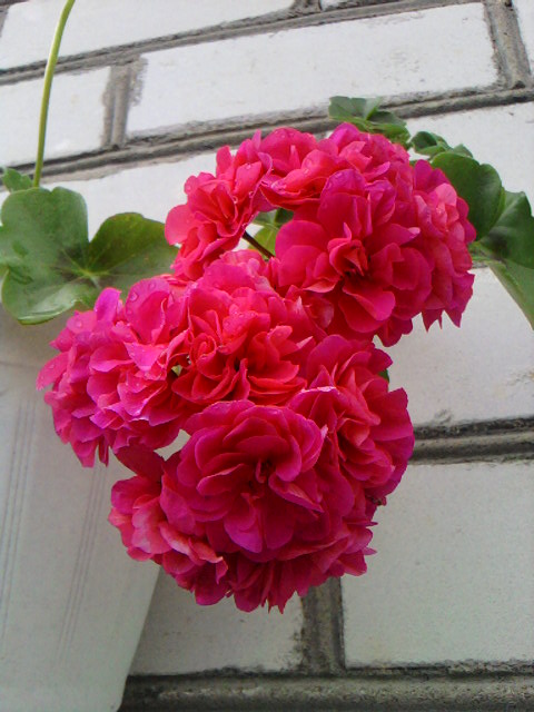 неизвестный сорт