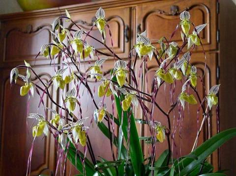 Paphiopedilum philippinense var. roebelinii,.jpeg