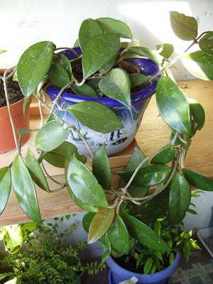 Хойя (восковой плющ).