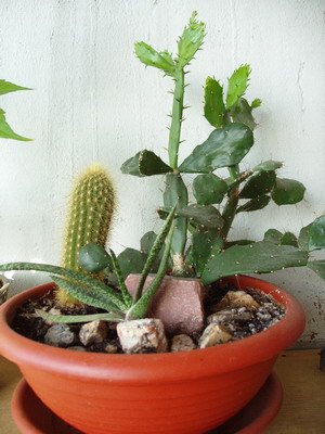 Мой кактусный сад