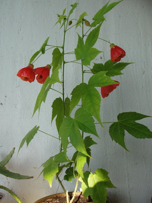 Абутилон (клен комнатный).