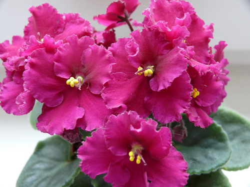 Firestorm шапочка.jpg