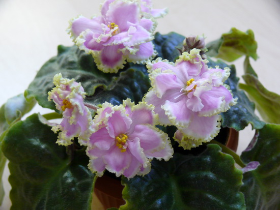 Улыбается (Б. М Макуни) розетка.jpg