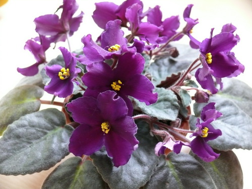 Taboo (K. Stork) шапочка.jpg