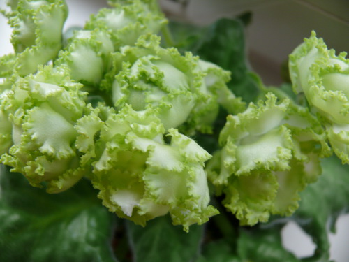 Irish Laughter (Sorano) 2.jpg