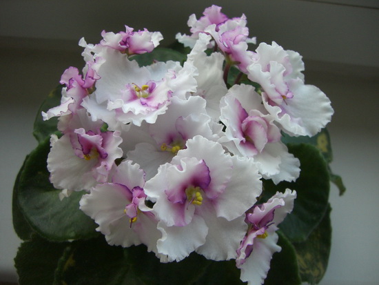 B-Man's Taormina шапочка.jpg