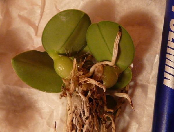 avz 2009 06 03 3 sm.jpg