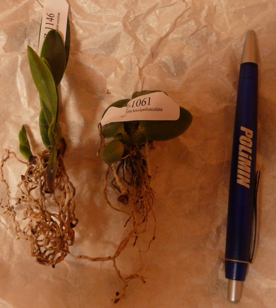 avz 2009 06 03 2 sm.jpg