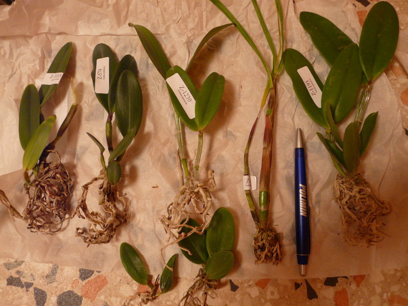 avz 2009 06 03 1 sm.jpg