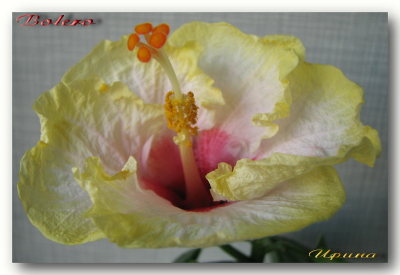 Bolero 1.jpg