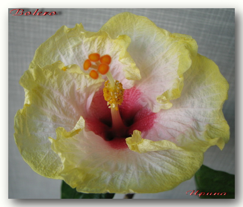 Bolero.jpg