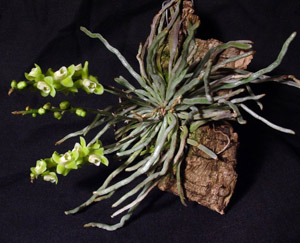 chiloschista_plant_040403.jpg