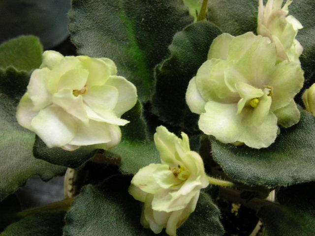 аламо стрэйнджер, ну просто обожаю зеленоцветковые.....мммм.......