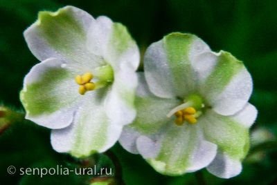 эмералд сити,хотя химеры еще ни разу не размножала...