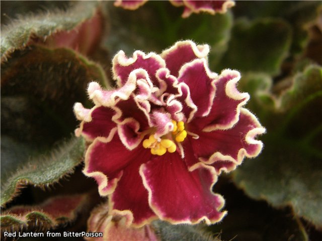 Рэд Лантерн