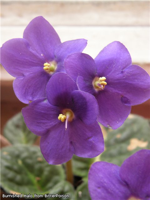 Покупалась как Burnished Halo