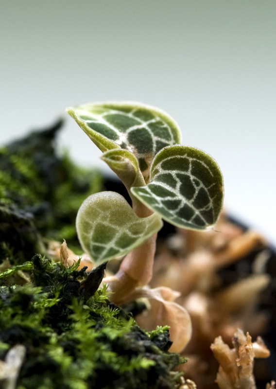 Anoectochilus sikkimensis