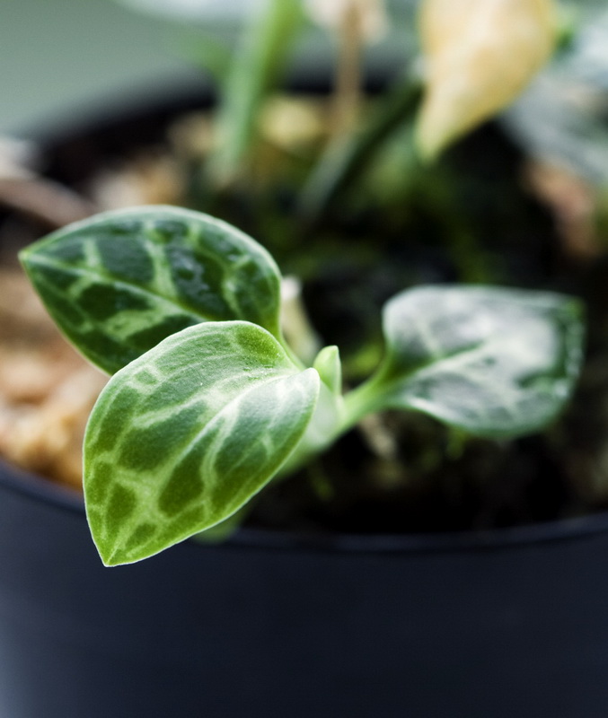 Goodyera schlechtendaliana