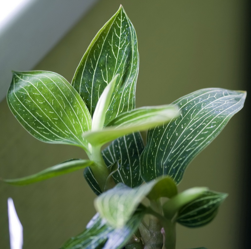 Ludisia discolor alba