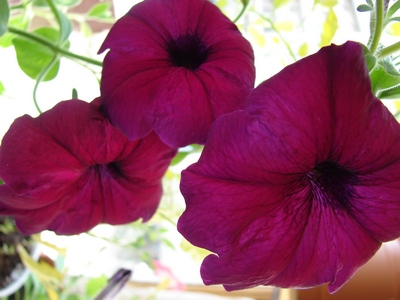 Лавина пурпурная