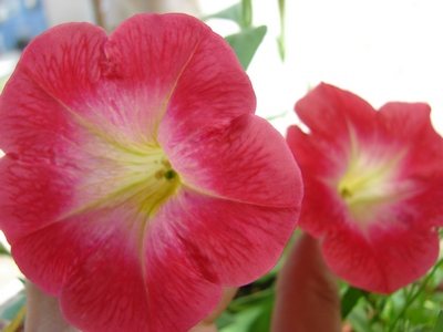 Красное утро