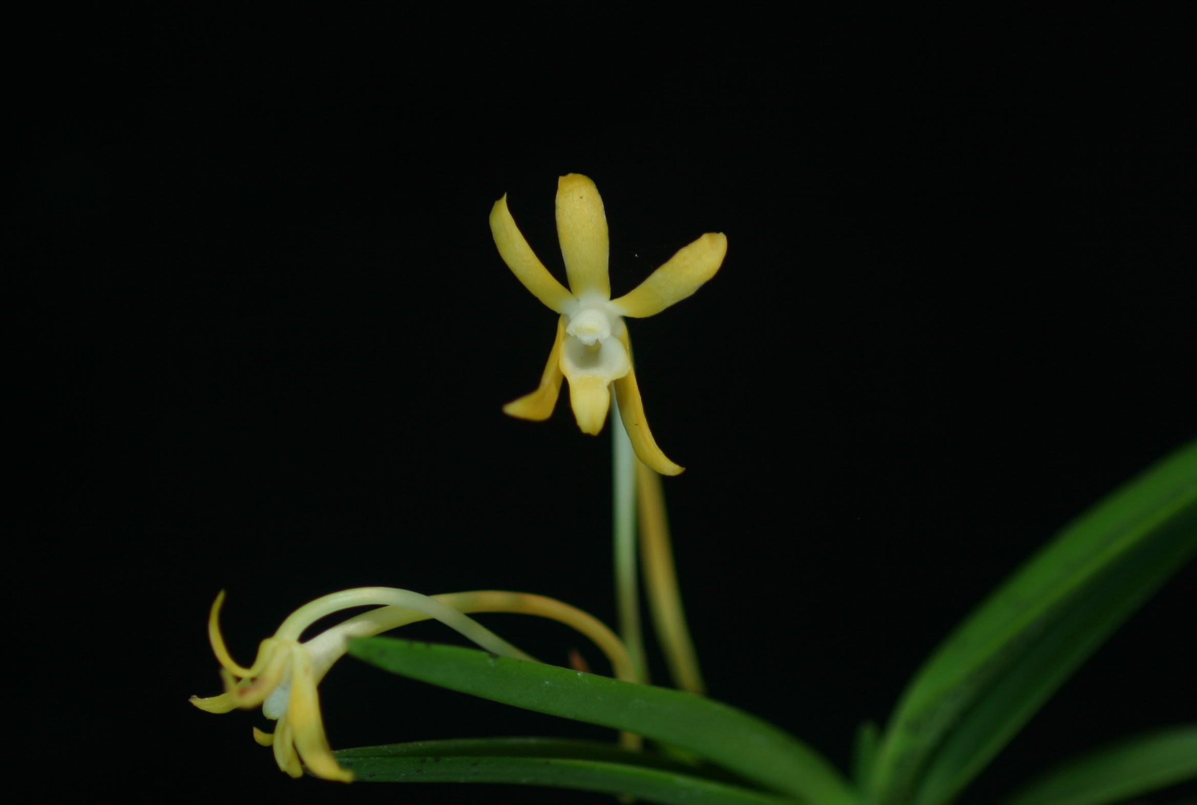NEF12-Neof. falcata  'Koka' (黃華).JPG