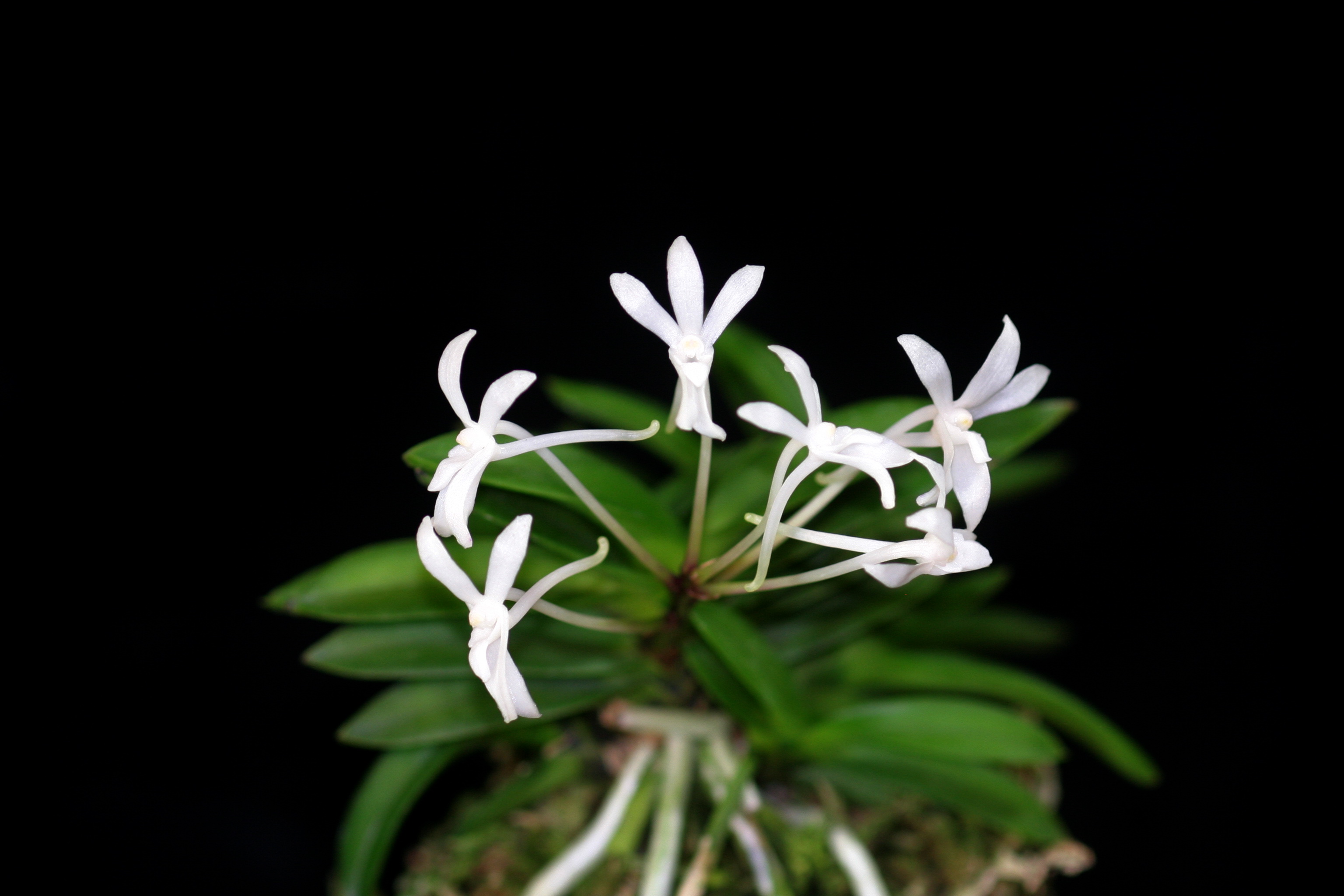 NEF9-Neof. falcata '玉金剛'.JPG