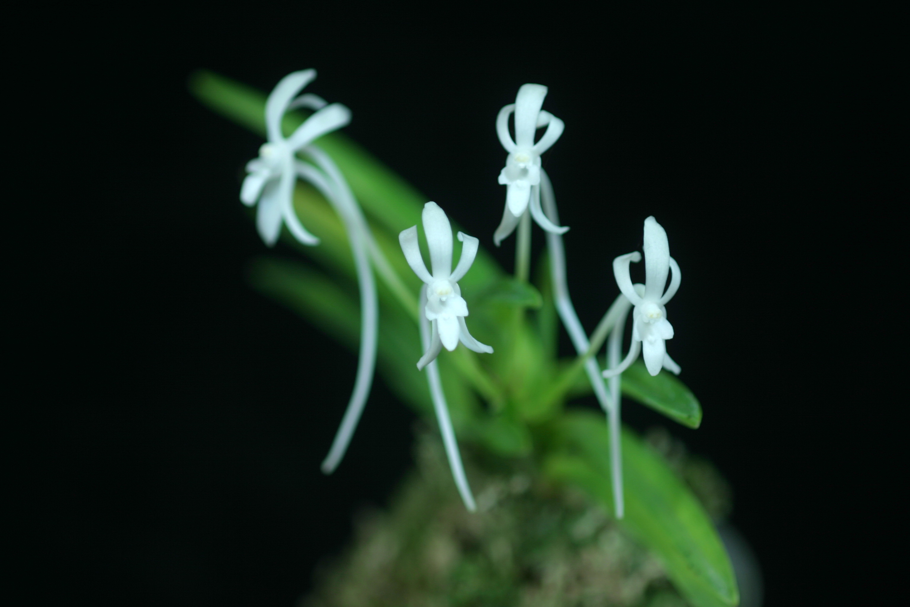 NEF8-Neof. falcata '天地天'.JPG