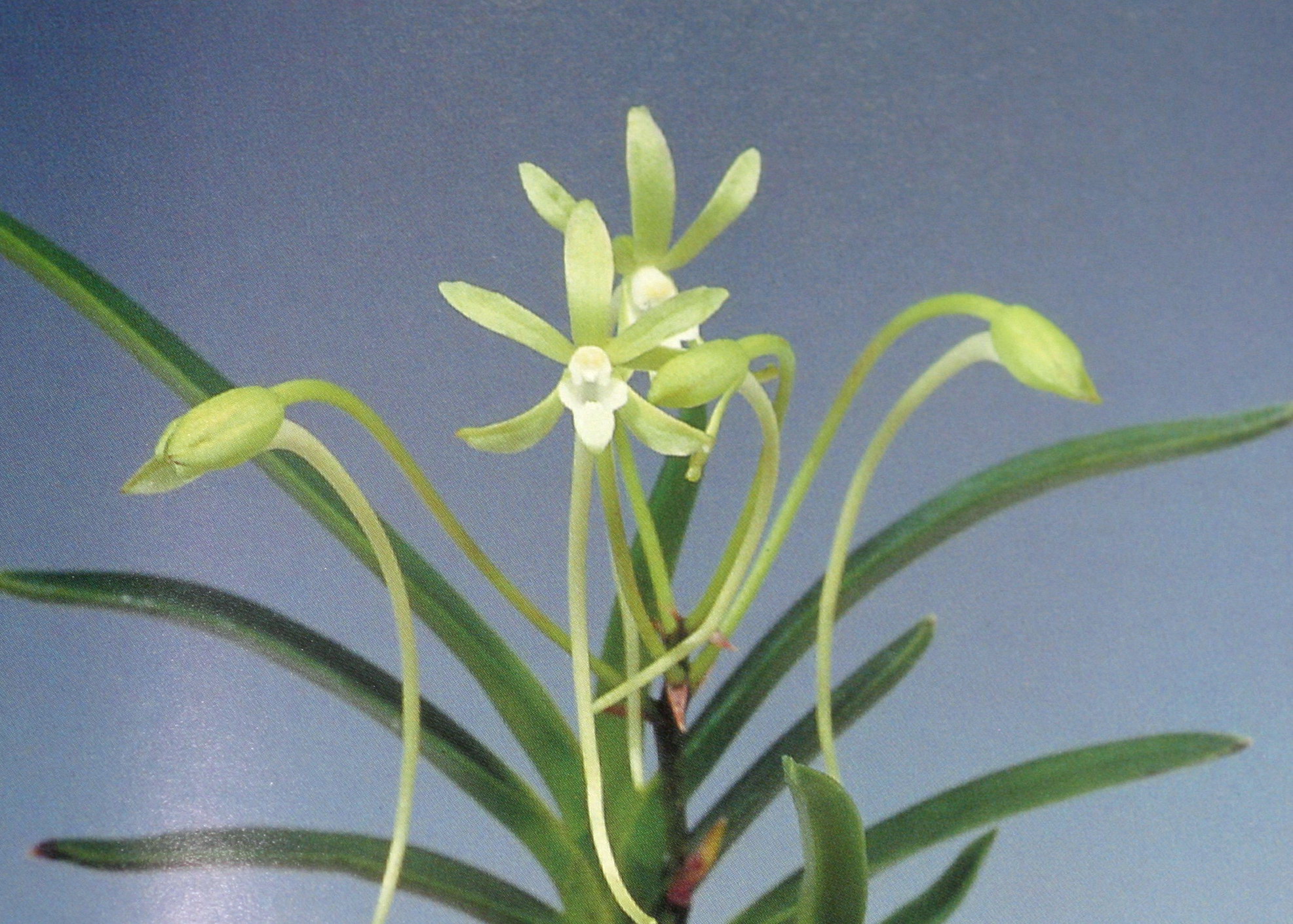 NEF3-Neof. falcata '翡翠'.jpg