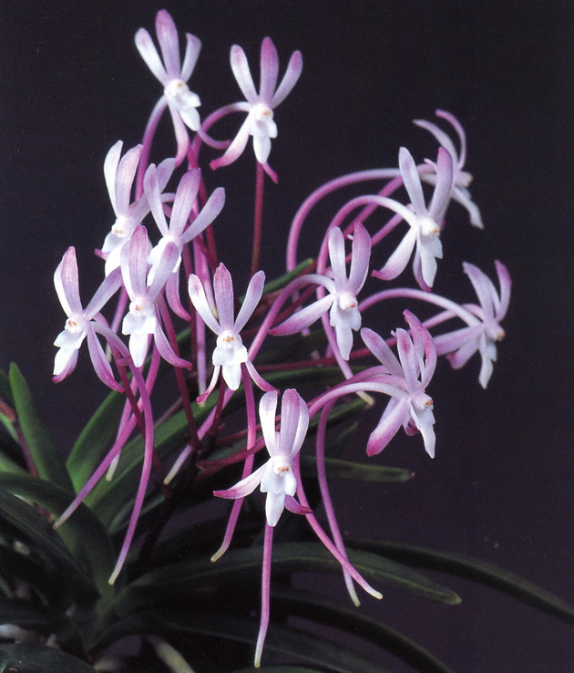 NEF2-Neof. falcata '朱天王'.jpg