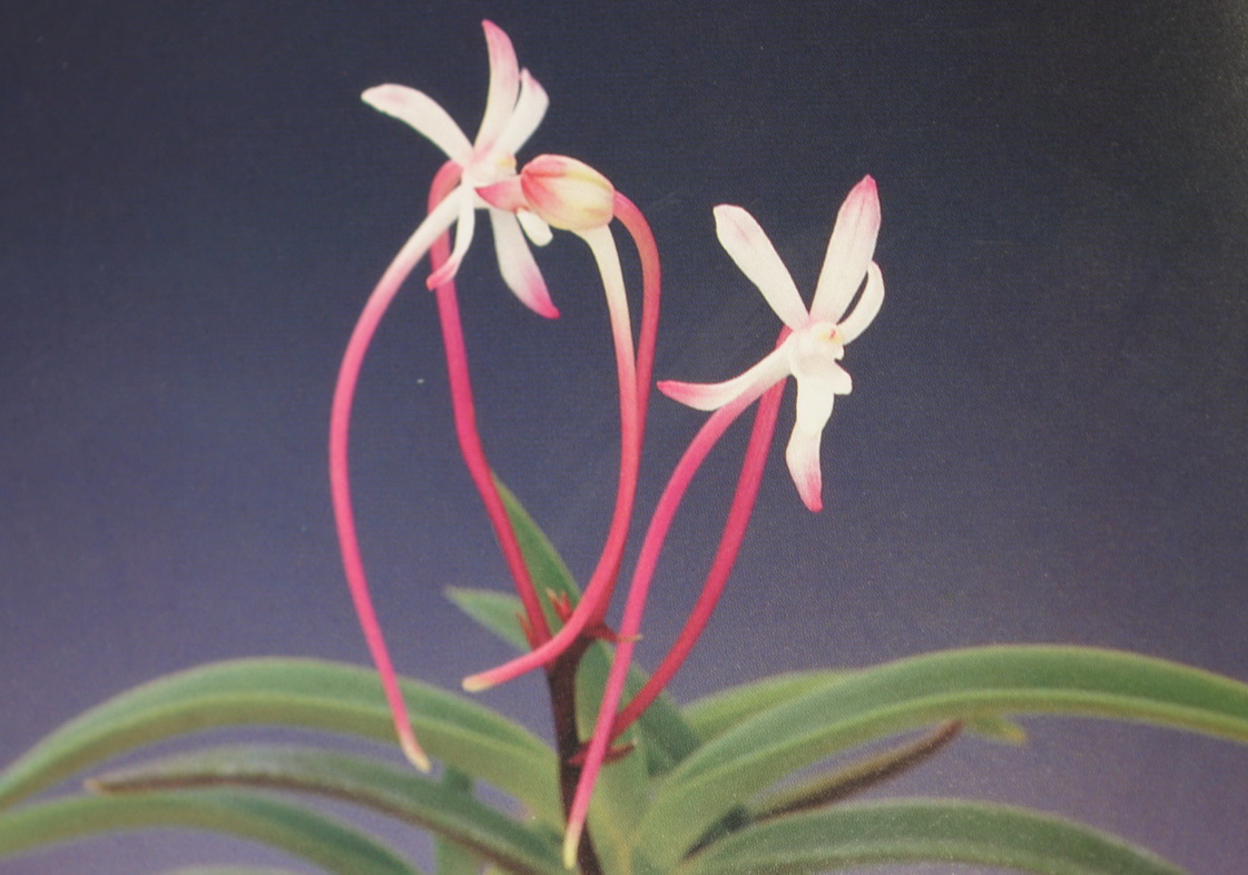 NEF1-Neof. falcata '紅赫殿'_1.jpg