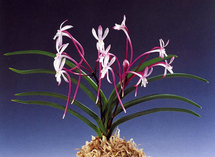 NEF1-Neof. falcata '紅赫殿'.jpg