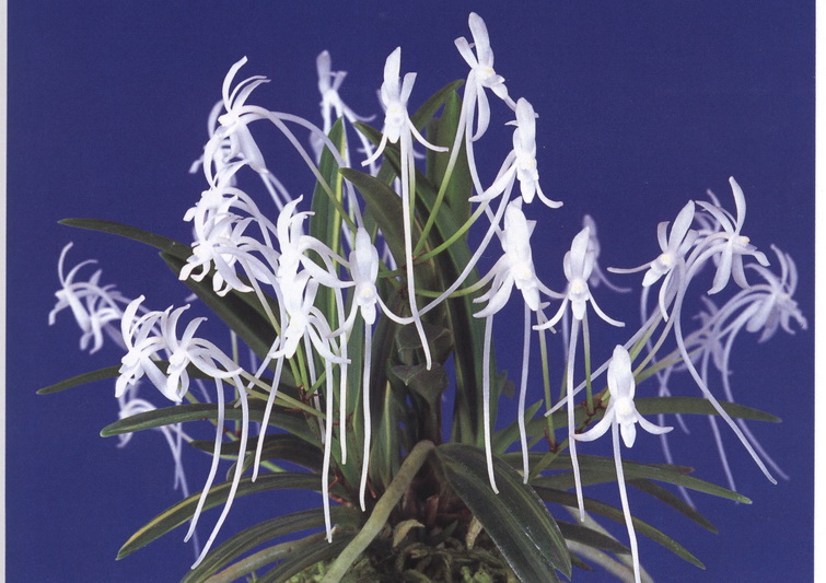 NEF-Neof. falcata.jpg