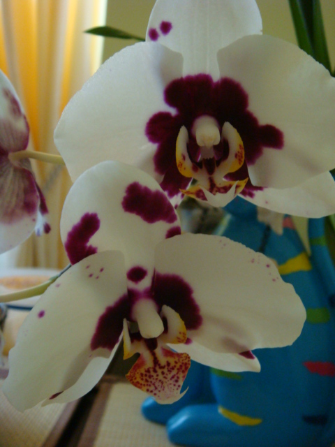 13мое цветенDSC03013.JPG