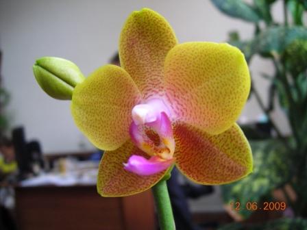 'Brother Sara Gold' Инченг ev.JPG