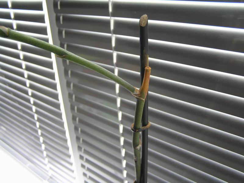 отрезала сухую часть, а он продолжает сохнуть