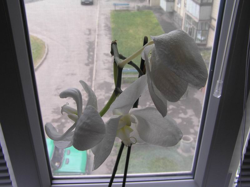 увядающие цветы