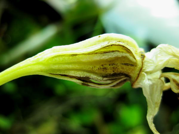 лопнувшая коробочка