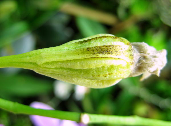 посеянная коробочка