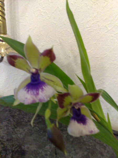 Zygоретаluм RНЕIN ВLUЕ АNGЕL.jpg