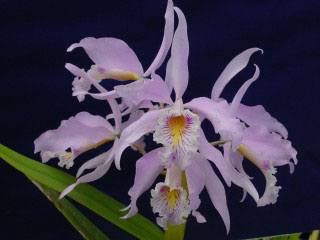 Catt maxima Godizilla.jpg