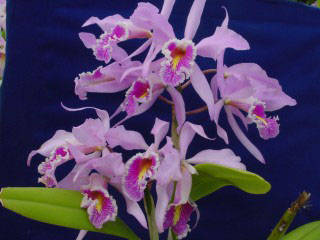 Catt maxima Picote.jpg