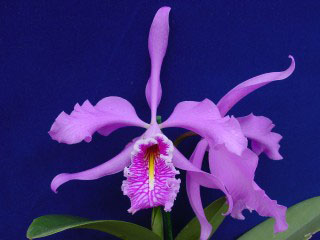 Catt maxima 3386 (1).jpg