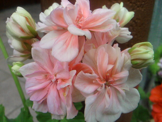 &quot;любимчик&quot;