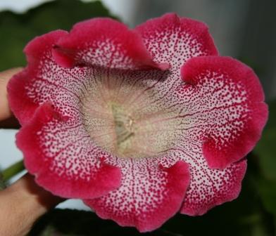 Tigrina Red seeds.JPG