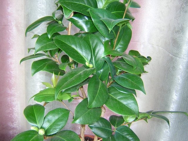 Камелия набирает бутоны