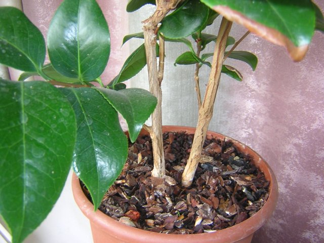 Сидит в покупном вазоне с регулярным поливом