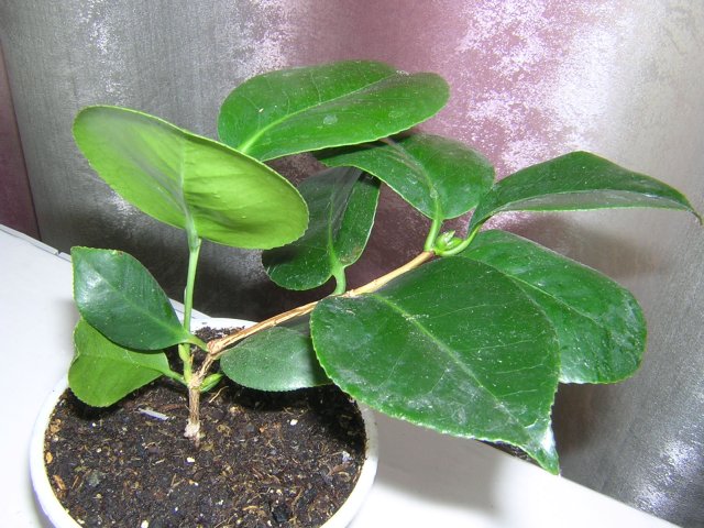 Малышка в основном поменяла свой грунт: растем и набираем бутоны