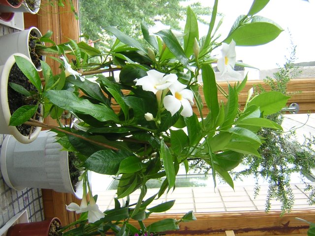 Разрастаемся