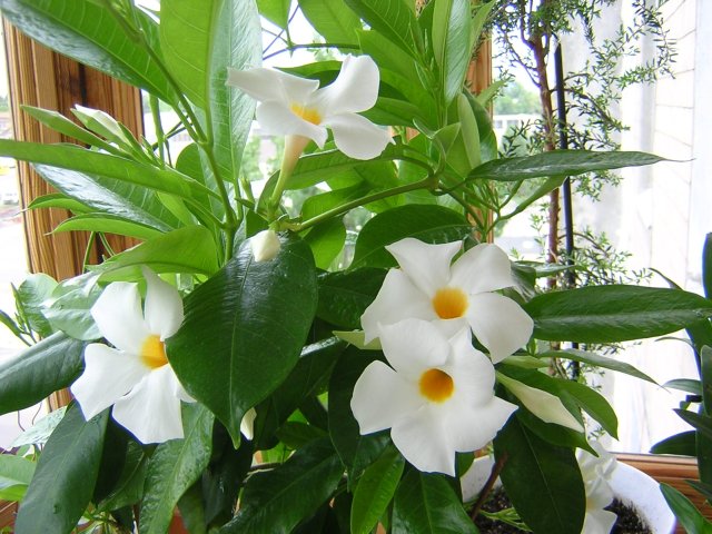 Цветем и набираем бутоны